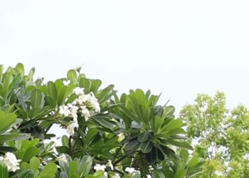 [ครบชุด] XU11232 Facebook (17)