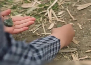 [ครบชุด] TQ11150 ไม่เชื่อคำพูดของหลานสาว ทำให้คุณปู่เกือบตกอยู่ในอันตราย