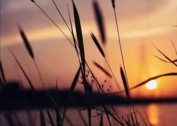 [ครบชุด] 2211082 พี่น้องในหมู่โจร